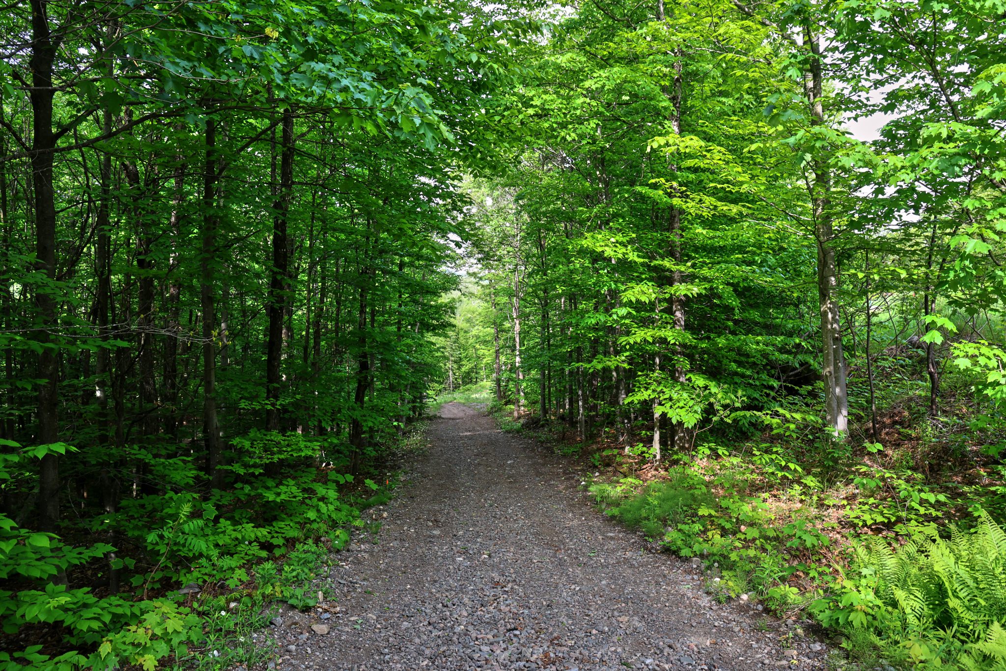 Sommet Morin Heights Sentier Foret Nature
